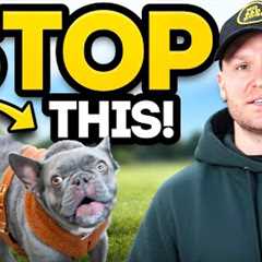 French Bulldog Reactivity? This Is How To Fix It!