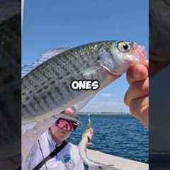 The Most Fish I’ve Ever Caught In One Day!!! (30+ Fish) 🎣 #fishing #lures #insane #viral #shorts
