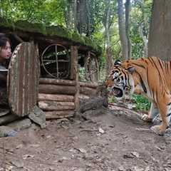 build, shelter, wooden, emergency, wilderness survival, survival alone
