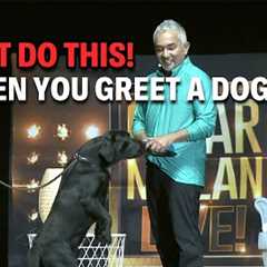 How To Greet A Dog The Right Way -- Avoid These Common Mistakes! | Live Dog Demos