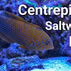 17 Centrepiece Saltwater Fish For EVERY Size Tank!