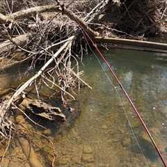 TROUT FISHING Persistence Pays Off On GIANT BROWN TROUT (Take It) #fishing #trout #Patience ￼