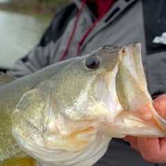 Luckiest Fish Catch -- Spring Fishing on Lake Fork