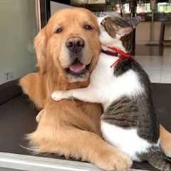 When Your Cats Who Can't Deny Their Love for Dogs!