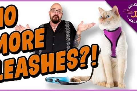 Is Training Your Cat to Walk On a Leash a Bad Idea?!?