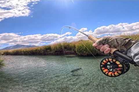 Fly Fishing Small Spring Creek For Large Brown Trout