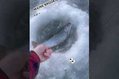 #fishing #outdoors #automobile #lake #fish #skibiditoilet #bassfishing #carp #sportfishing #catfish