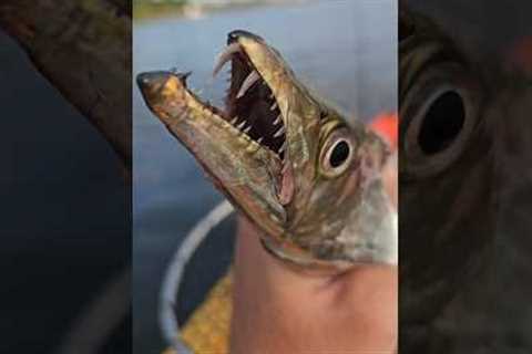 Catching and Cooking Largehead Hairtail aka Ribbonfish