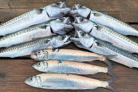 How to catch, clean and cook Mackerel and Herring - Delicious and simple | The Fish Locker