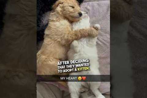 This cat and dog are best friends 😭❤️