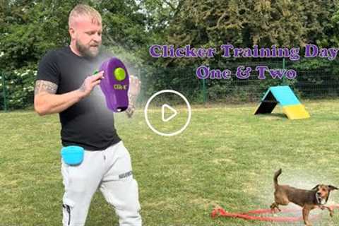 Clicker Training 101 - How To Get Your Dog To Ignore Other Dogs