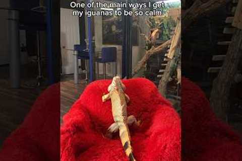 This is why my iguanas are so calm   #exoticpets #reptile #lizard #animals #reptiles #pets