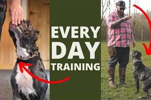 5 Dog Training Exercises You Should Do EVERY DAY At Home!