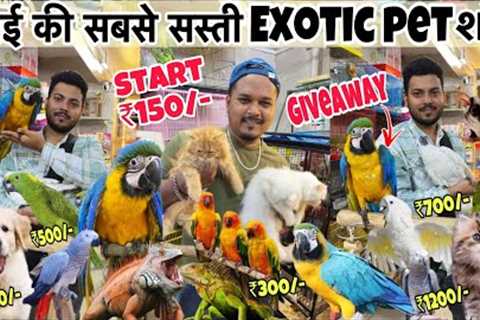 Cheapest Pet shop in Mumbai || Start ₹150/-😱| Giveaway💥|| Wajid exotic birds || cheapest pet..
