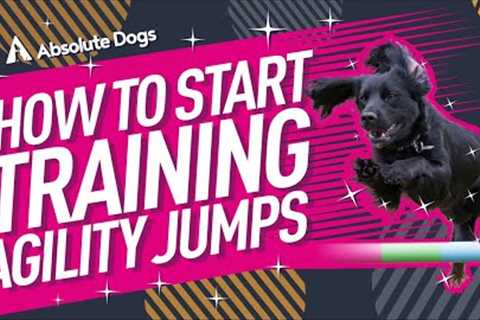 How to Start Training Agility Jumps with Crufts Champion Lauren Langman