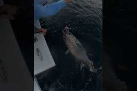 #Bluefintuna catch and release aboard Sea Shift #fishing #catchingfish #fish #catchandrelease #tuna