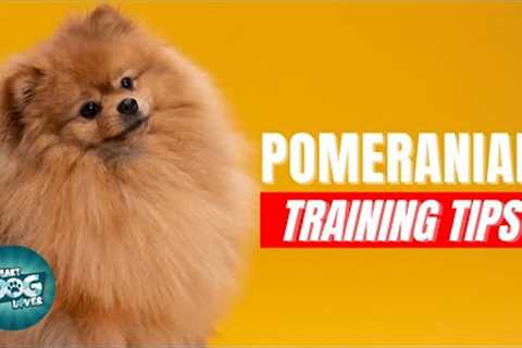 How to Train Your Pomeranian | Best Pomeranian Puppy Training Tips