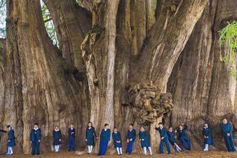 The Biggest Tree on Earth is Bigger Than Words Can Describe