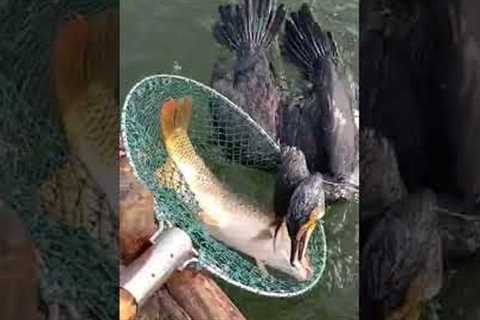 Fish fishing | Catching Fish | Hunting Fish From Hole Using Hook #00180