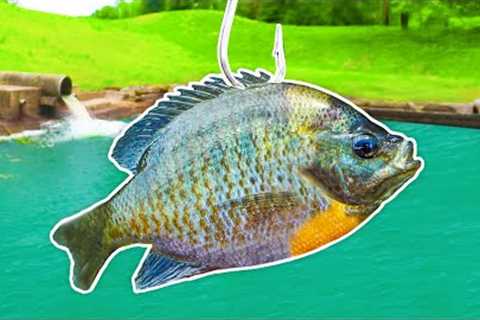 Fishing for 15lb Bass w/ GIANT Livebait!