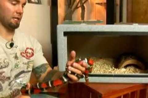 How to Handle a Pueblan Milk Snake
