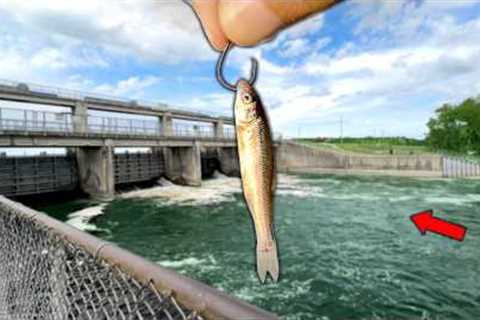 Fishing a BIG SPILLWAY with TINY Live Bait..