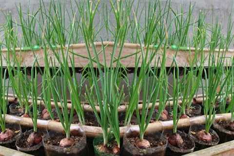 Tips for growing vegetables quickly for harvest for beginners, no need to buy vegetables anymore