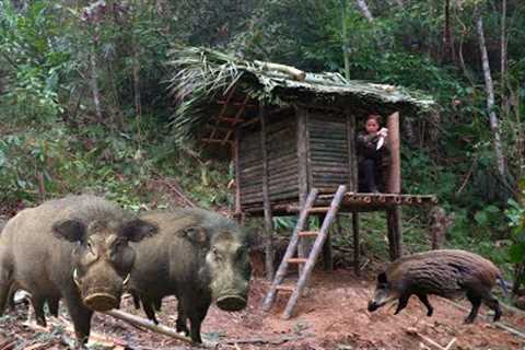FULL VIDEO: Survival skills when facing wild boar attacks, Camping experience in the foggy forest