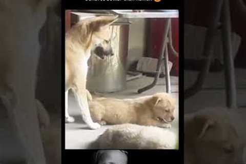 #Best Parenting 💗🐕.#dog #motherslove