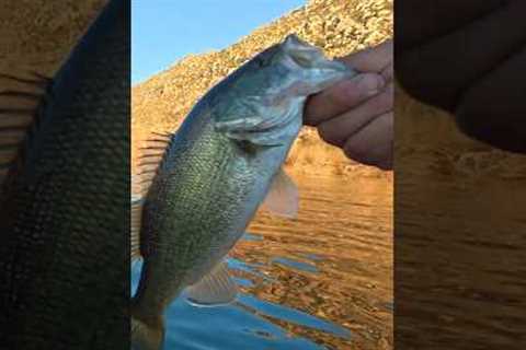 Lake Perris Bass Fishing: 7th Bass of the day! #lakeperrisfishing #winterbass #zmanfishingproducts