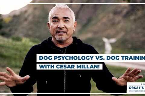 Dog Psychology vs. Dog Training! (Cesar Millan Dog Tips)