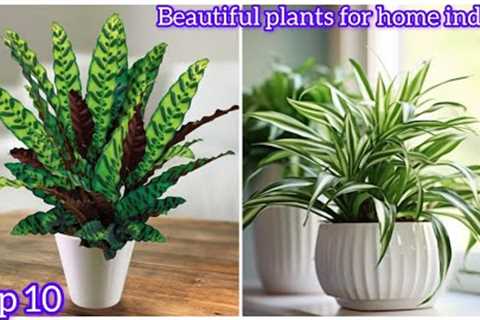 MISTAKES Everyone Makes When Choosing Plants for Home DECOR