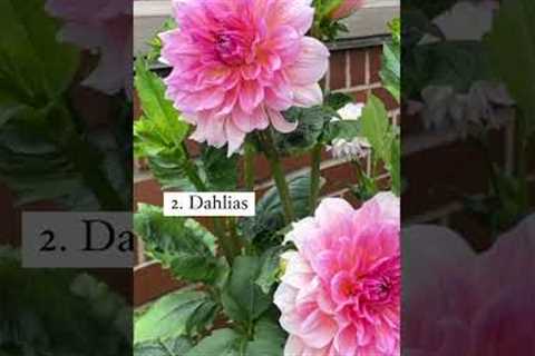 3 Easy Flowers to Grow for Beginners!