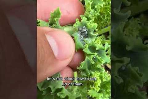 No More Aphids With NO Pesticides!