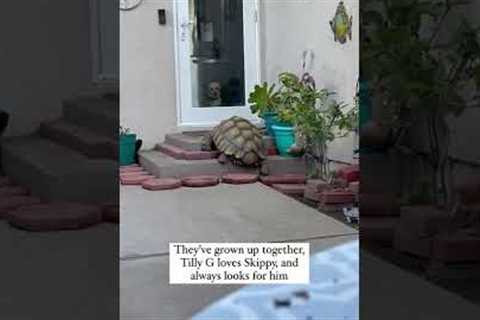 Unlikely Animal Friends ❤️