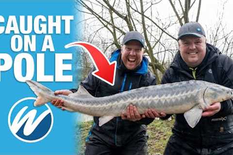 We Caught This MONSTER FISH On A Pole! | Match Fishing Challenge