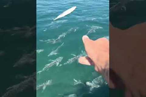 Feeding MONSTER Fish🤯