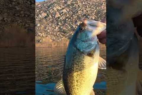 Lake Perris Bass Fishing: 6th Bass of the day! #lakeperrisfishing #winterbass #zmanfishingproducts