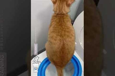 Toilet Training My 6 Cats 😅