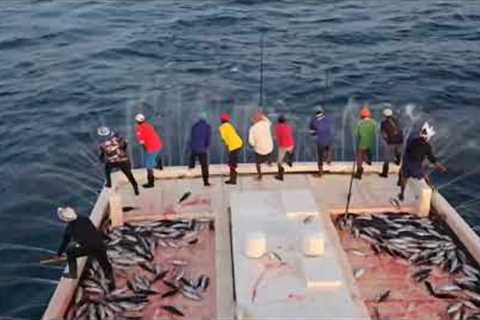Tuna Fishing in Deep Sea _ Big catch on the sea #fishing #tuna