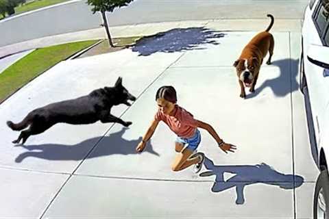 Hero Animals That Saved Human Lives| Best moment of 2023!