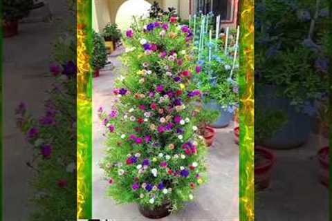 Flower home gardening ideas and trips #short #flower #bottlegarden #homegarding #seedsplants33
