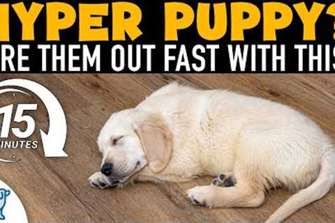 How To Tire Out A Hyper Puppy Every Night