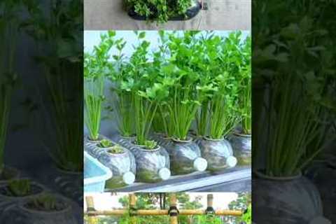 Easy coriander cultivation at home /YouTube shorts/reels videos