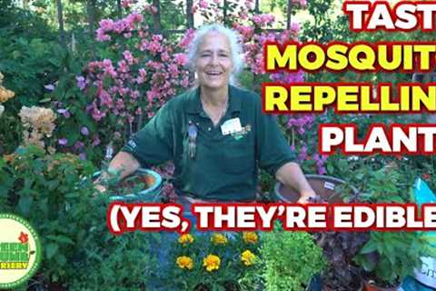 DIY Edible Mosquito Repellent Planters 🌿 | Keep Bugs Away with These Beautiful &amp; Functional..