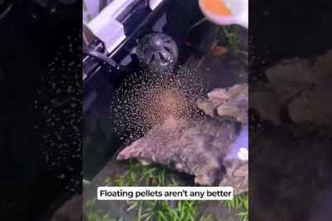 🐠 Get this Fish Tank Feeding Tube to feed your fish easily while keeping the water clean!🤩