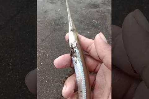 fish catching in sea | monster fish | fish video | fishing videos | big fish video 😲🐠 #mrxfishing