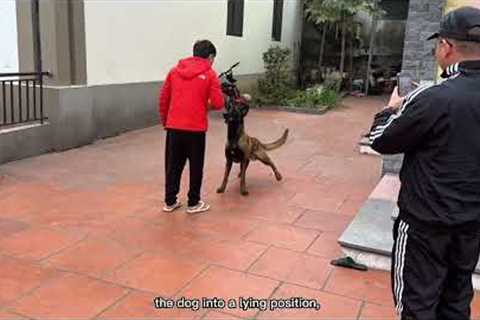 Belgian Shepherd Dog Training Techniques at Home#dog #germanshepherd #pets