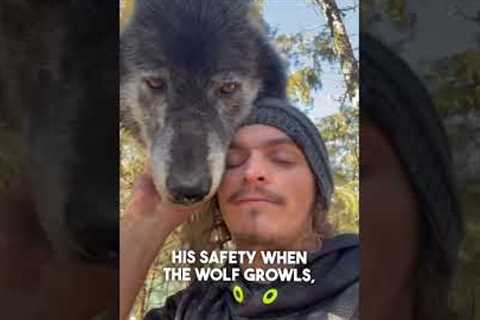 This man is best friends with wolves 😱 @Liondad_1987