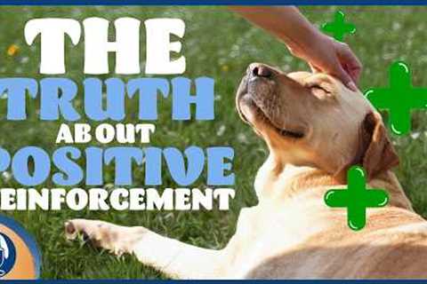 Why In 2025 We Still Have Dog Trainers Who Believe “Reinforcement Dog Training Doesn’t Work“ #297